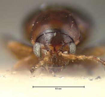 Media type: image; Entomology 18870   Aspect: head frontal view